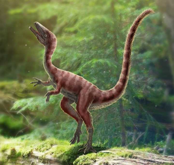 古生物學家在中國發(fā)現(xiàn)了真正的迅猛龍